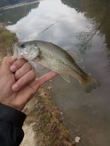 Largemouth Bass