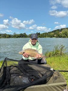 Common Bream