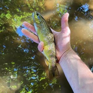 Brown Trout