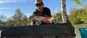 Koï Fish