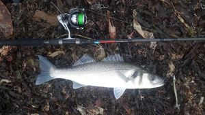 European Bass (Seabass)