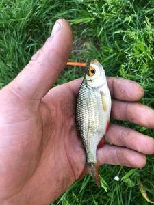 Roach