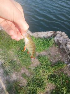 European Perch
