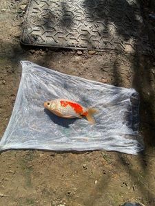 Poisson rouge 