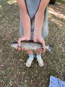 Rainbow Trout
