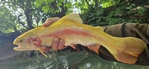 Golden Trout