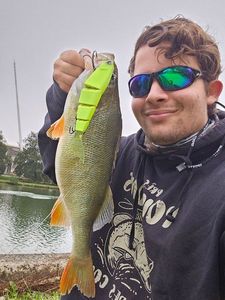 European Perch