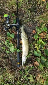 Northern Pike