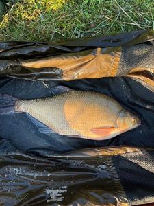 Common Bream