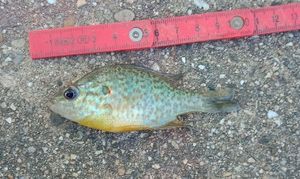 Green Sunfish