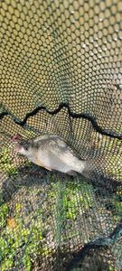 Prussian Carp