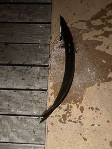 Great Barracuda