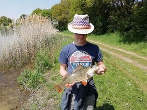 European Perch