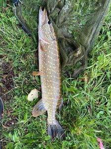 Northern Pike