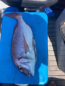 Red Porgy
