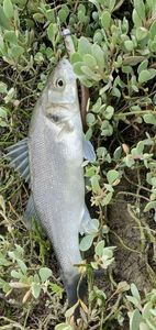 European Bass (Seabass)