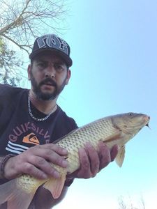Common Carp