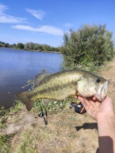 Largemouth Bass