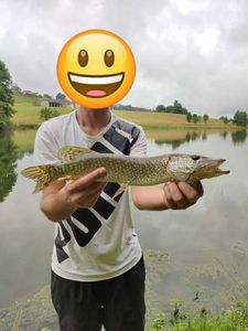 Northern Pike