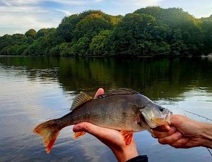 European Perch