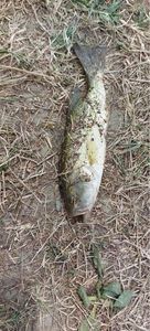 Largemouth Bass