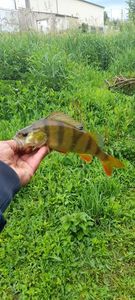 European Perch