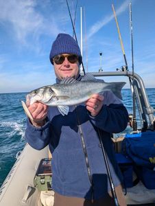 European Bass (Seabass)
