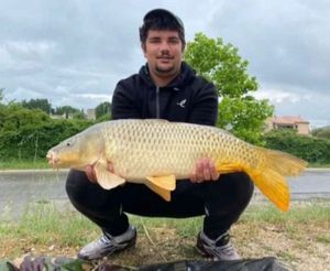 Common Carp