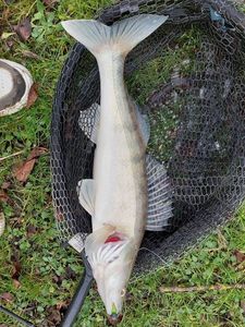 Zander