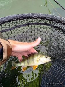 European Perch
