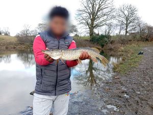 Northern Pike