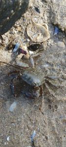 Crabe marbré 