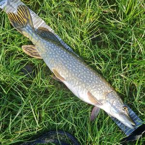 Northern Pike