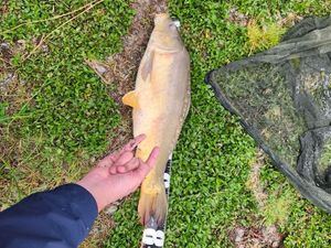 Mirror Carp