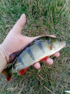 European Perch