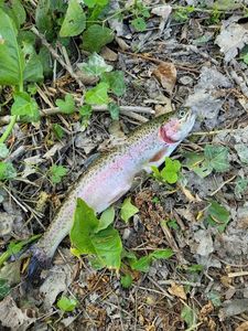 Rainbow Trout