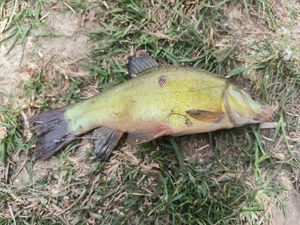 Tench