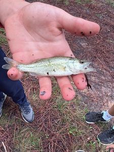 Largemouth Bass