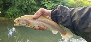 Golden Trout
