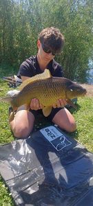 Common Carp