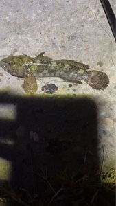 Round Goby