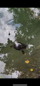 Red-Eared Slider