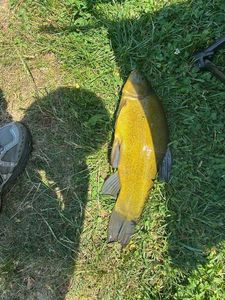 Tench