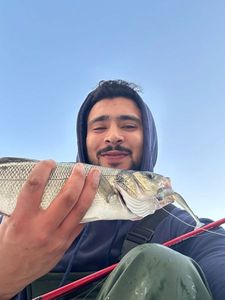 European Bass (Seabass)
