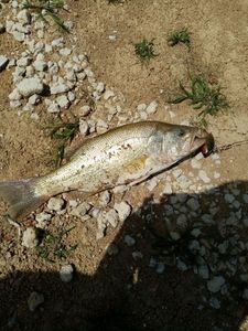 Largemouth Bass