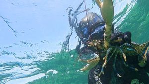 European Lobster