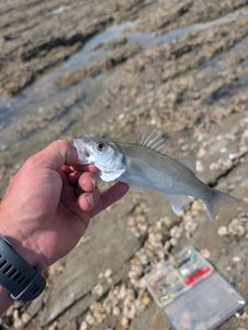 European Bass (Seabass)