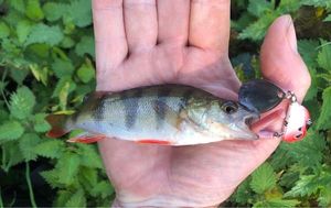 European Perch caught by AL Fishing .