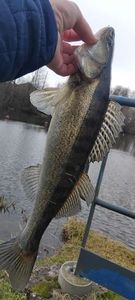 Zander