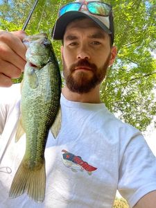 Largemouth Bass